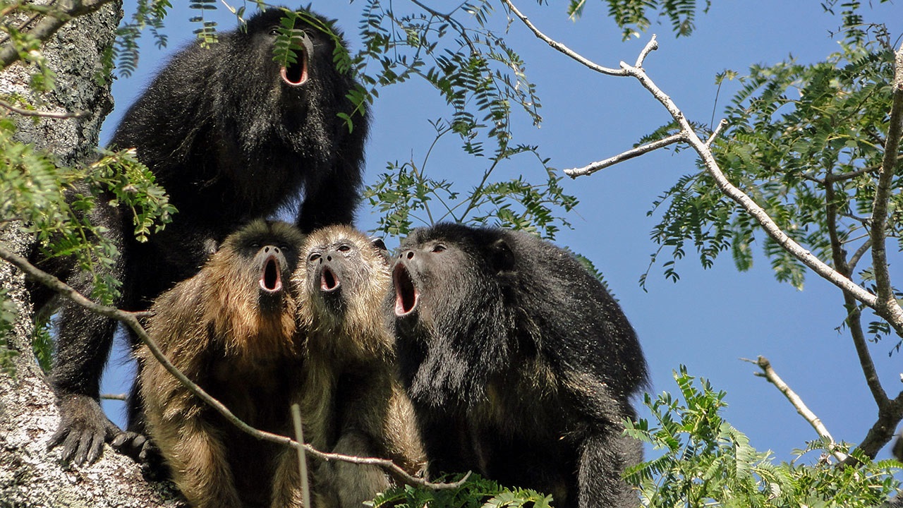 cover for Big testicles mean a softer voice, at least in howler monkeys by Science, 2 Oct 2015