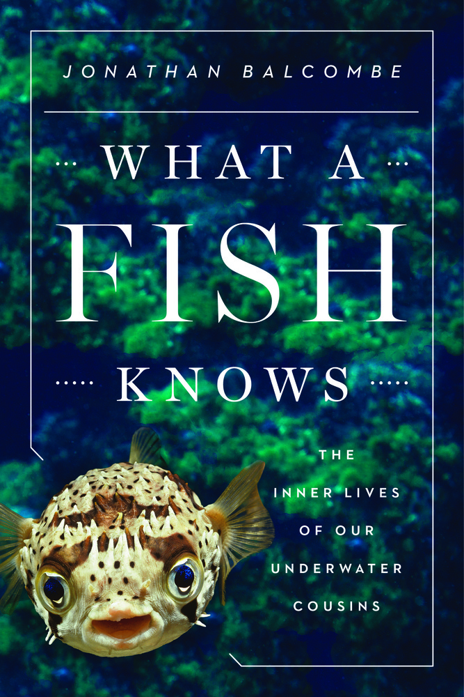 cover for What a Fish Knows: The Inner Lives of Our Underwater Cousins by Jonathan Balcombe